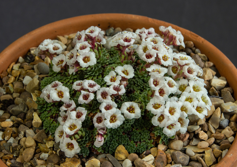 Saxifraga andersonii exhibited by Mark Childerhouse