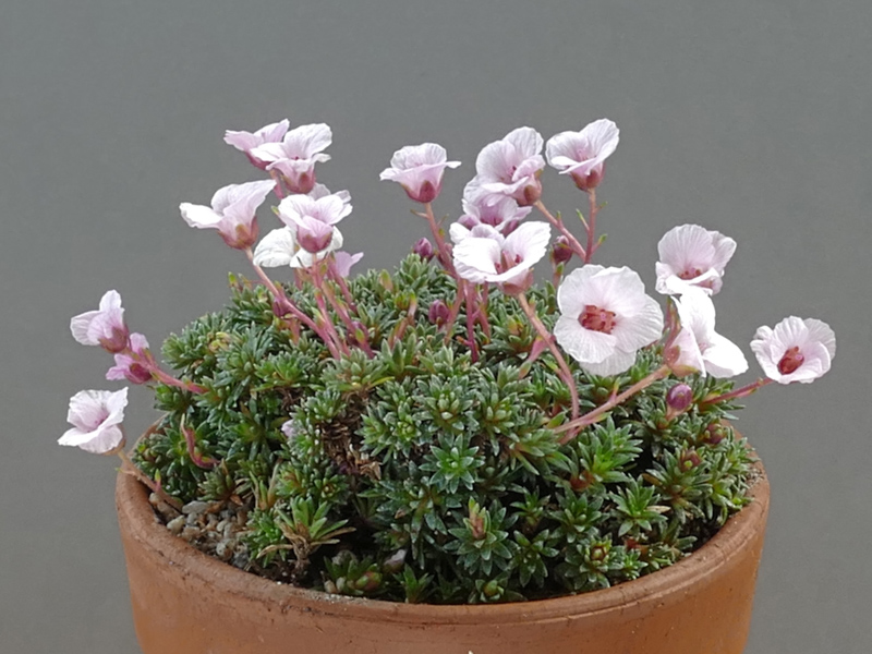 Saxifraga exhibited by Sheila Bellingall