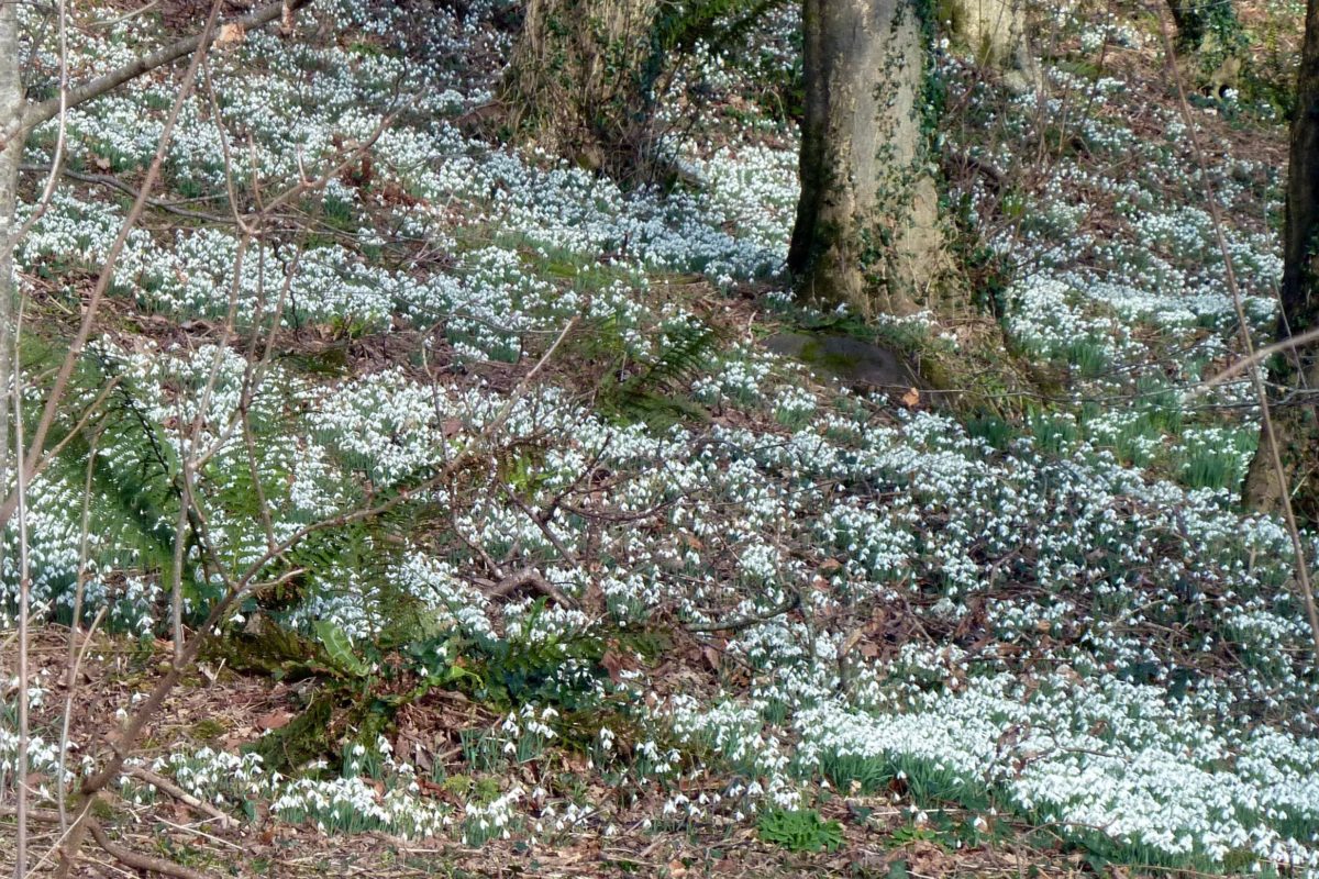 Snowdrops in woodland, Pla