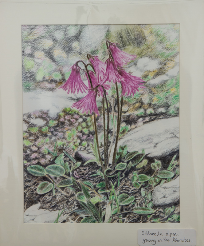 Painting of Soldanella alpina by Lesley Travis