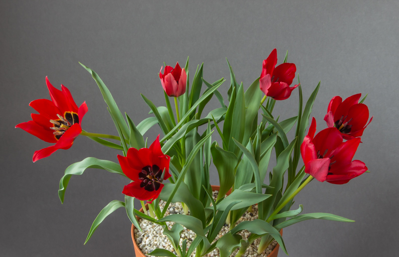 Tulipa stapfii exhibited by Anne Vale