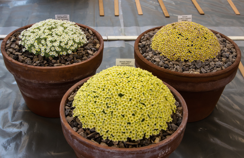 Three large pans of Dionysia exhibited by Paul & Gill Ranson