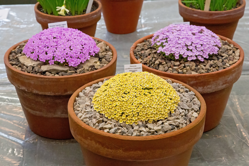 Three pans of Dionysia exhibited by Paul & Gill Ranson