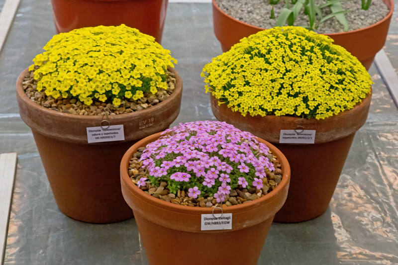 Three pans of Dionysia exhibited by Paul & Gill Ranson