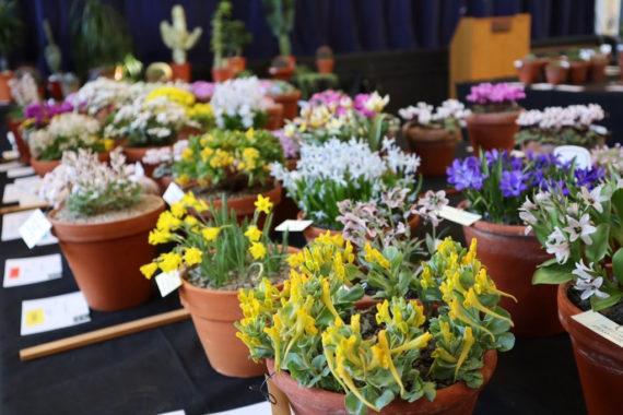 A medley of alpines at the AGS Pershore show - credit Joshua Tranter
