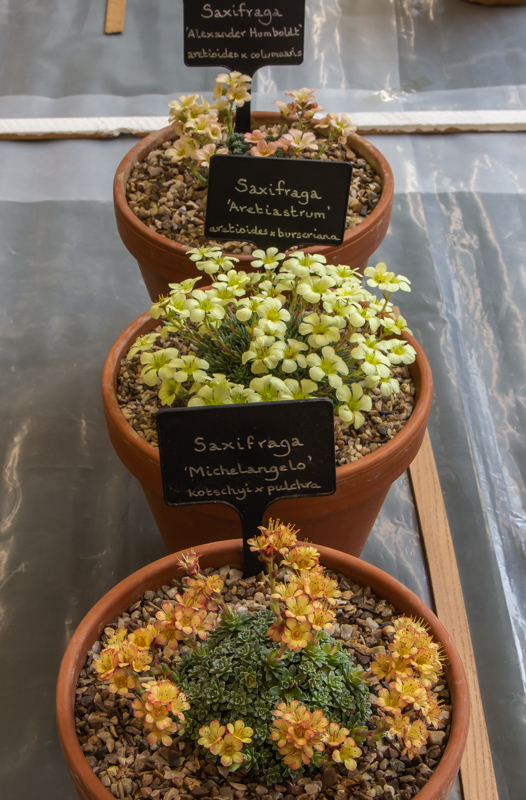 Three small pans of Saxifrage exhibited by Duncan Bennett