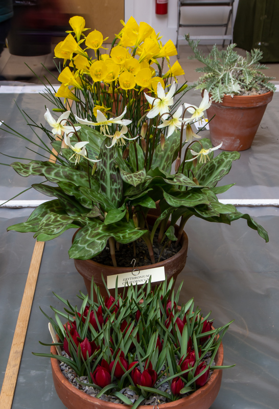 Three small pans of bulbous plants exhibited by Bob & Rannveig Wallis