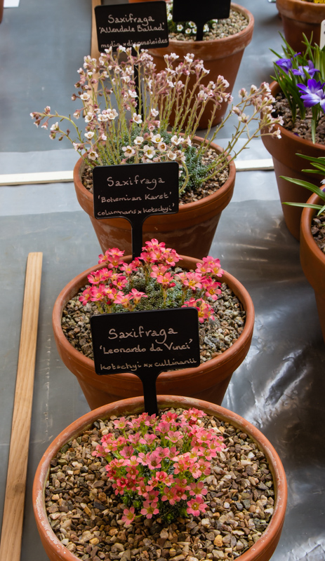 Three small pans of Saxifrage exhibited by Duncan Bennett