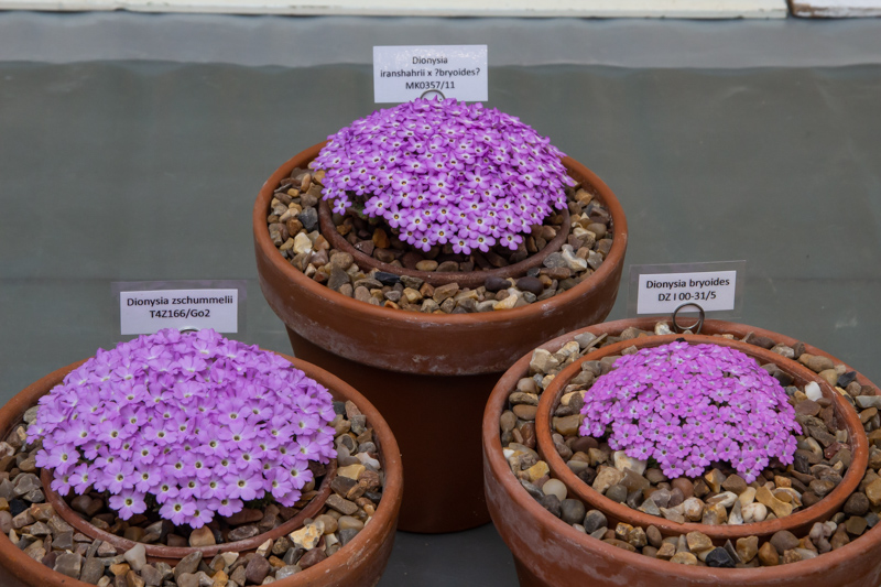 Three small pans of Dionysia exhibited by Paul & Gill Ranson