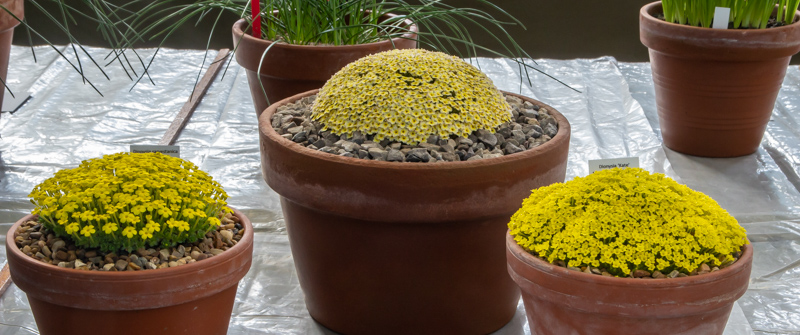 three pans of Dionysia exhibited by Paul & Gill Ranson