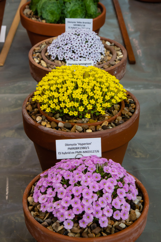 three pans of Dionysia exhibited by Paul & Gill Ranson