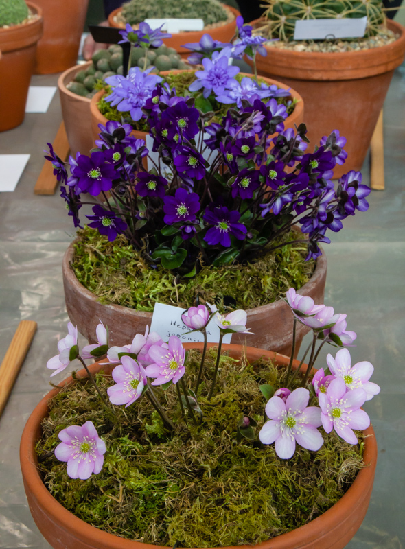 three pans of Hepatica exhibited by Bob Worsley