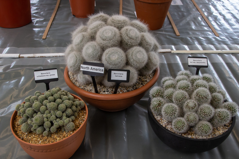 three pans of Mammillaria exhibited by Anne Vale