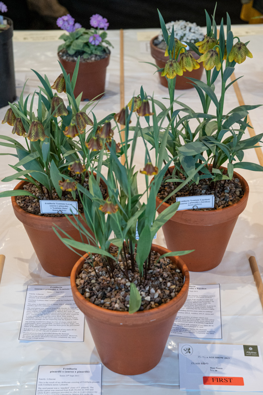 3 plants new or rare in cultivation exhibited by Don Peace - EG Watson Trophy
