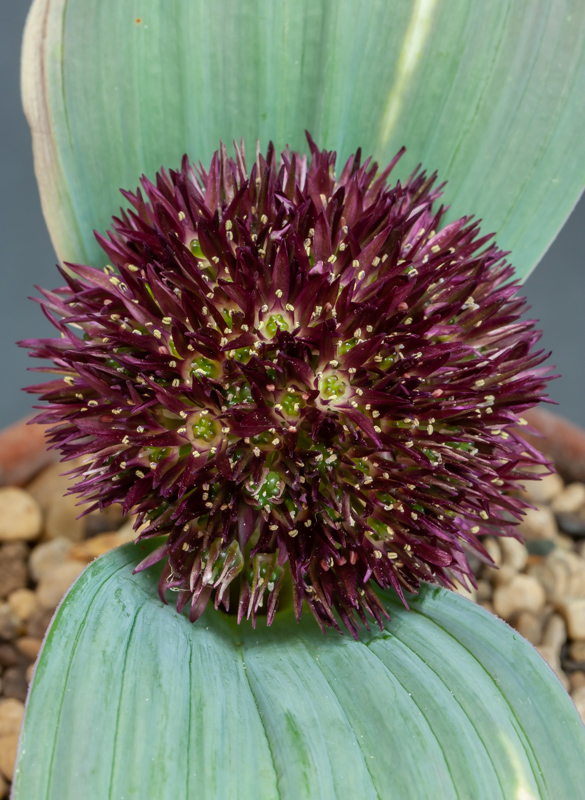 Allium hamedanense exhibited by David Carver