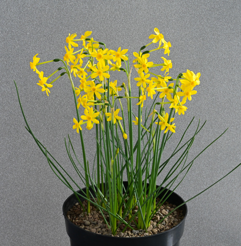 Narcissus jonquilla minor exhibited by Mac Dunlop