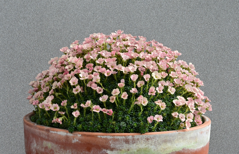 Saxifraga 'Rumba' exhibited by Triona Corcoran