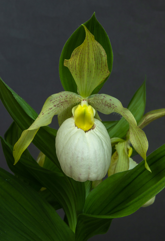 Cypripedium Sabine White exhibited by Steve Clements