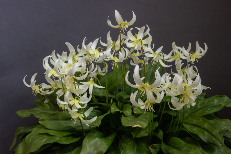 Erythronium White Beauty exhibited by Chris Lilley