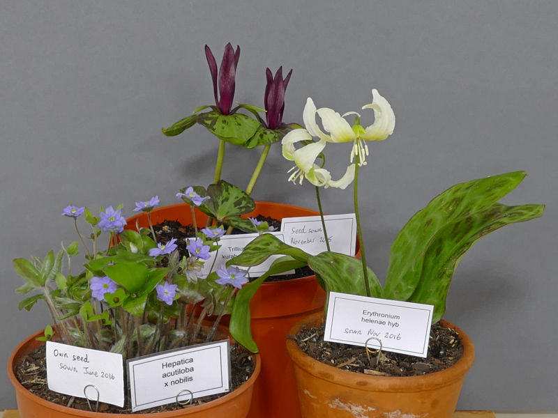 Three pans of rock plants grown from seed exhibited by Diane Clement