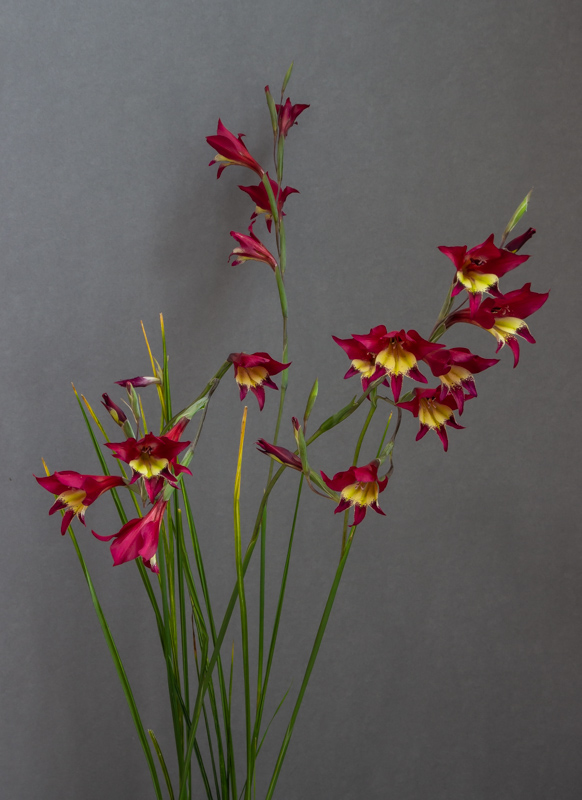 Gladiolus tristis hybrid exhibited by David Carver