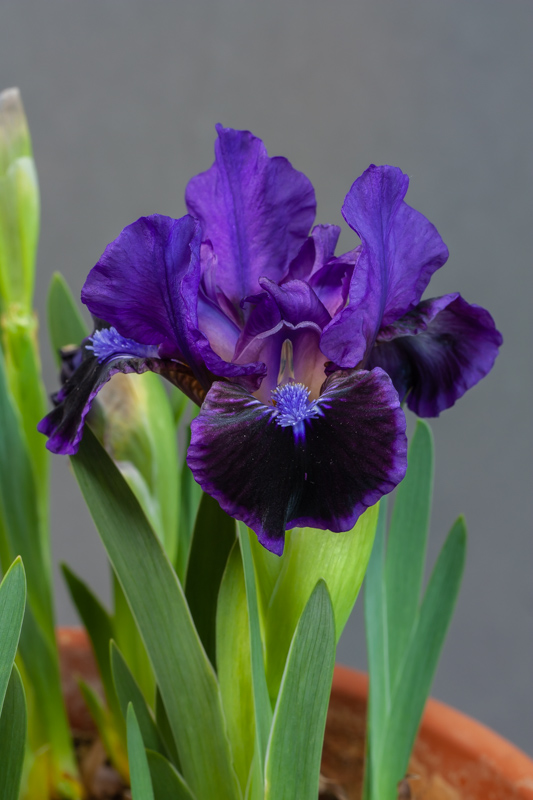 Iris Well Suited exhibited by Bob Worsley