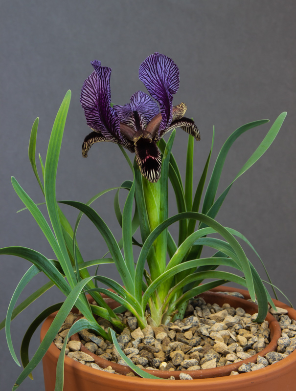 Iris acutiloba x paradoxa exhibited by James Watson
