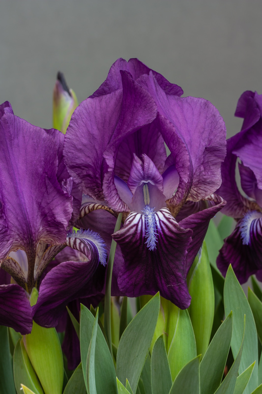 Iris subbiflora exhibited by Chris Lilley