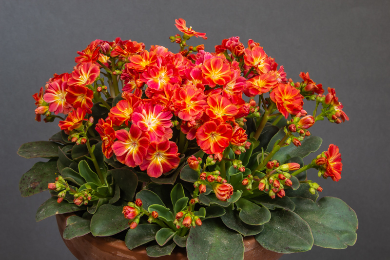 Lewisia cotyledon hybrid exhibited by Peter Farkasch