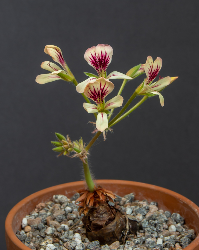 Pelargonium oblongatum x fulgidum exhibited by David Carver