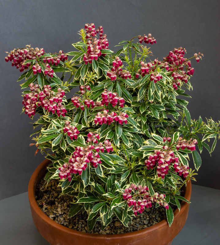 Pieris japonica Polar Passion exhibited by Chris Lilley