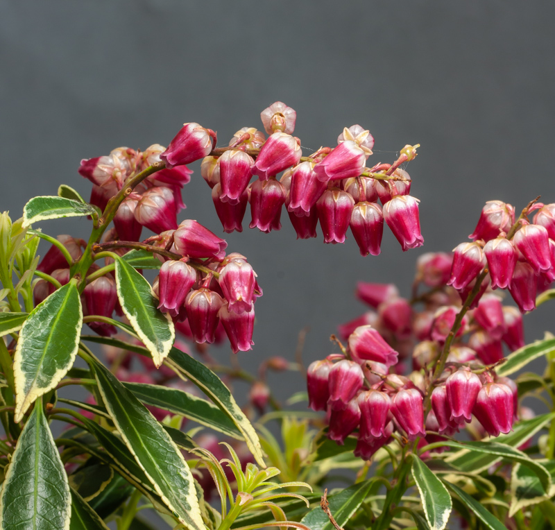 Pieris japonica Polar Passion exhibited by Chris Lilley