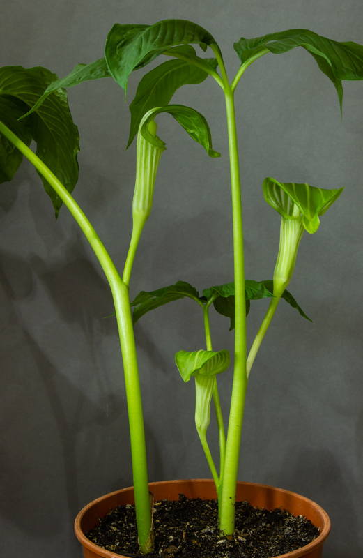 Arisaema ovale exhibited by Diane Clement