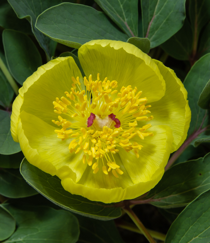 Paeonia wendelboi exhibited by Chris Lilley
