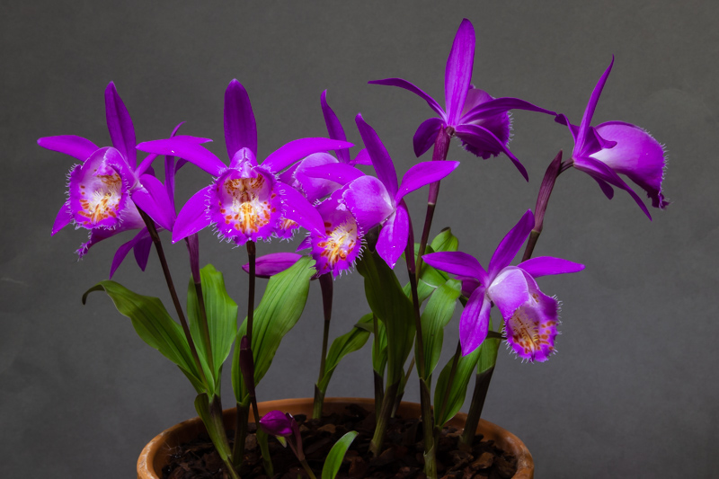 Pleione Shasta exhibited by Don Peace