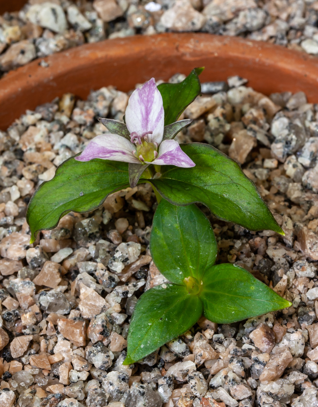 Trillium hibbersonii exhibited by Maurice Bacon