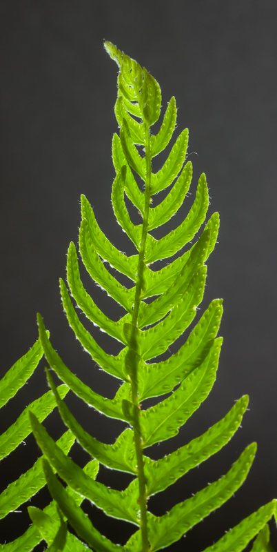 Woodsia polystichoides Russian form exhibited by Don Peace