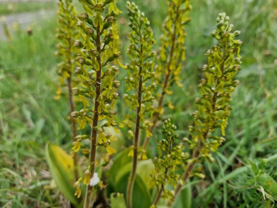 Common Twayblade Orchid - Neottia ovata
