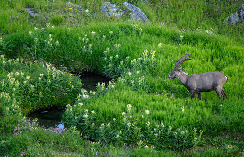 Old male Alpine ibex, Capra ibex, in high alpine boggy pasture with Spiniest Thistle in the evening. Photographed by Bob Gibbons.