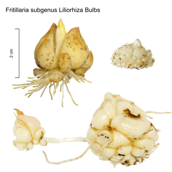 Fritillaria liliacea - Laurence Hill