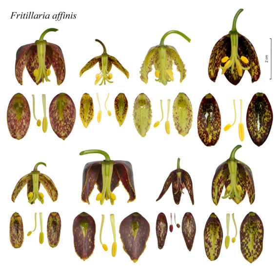 Fritillaria affinis - Laurence Hill