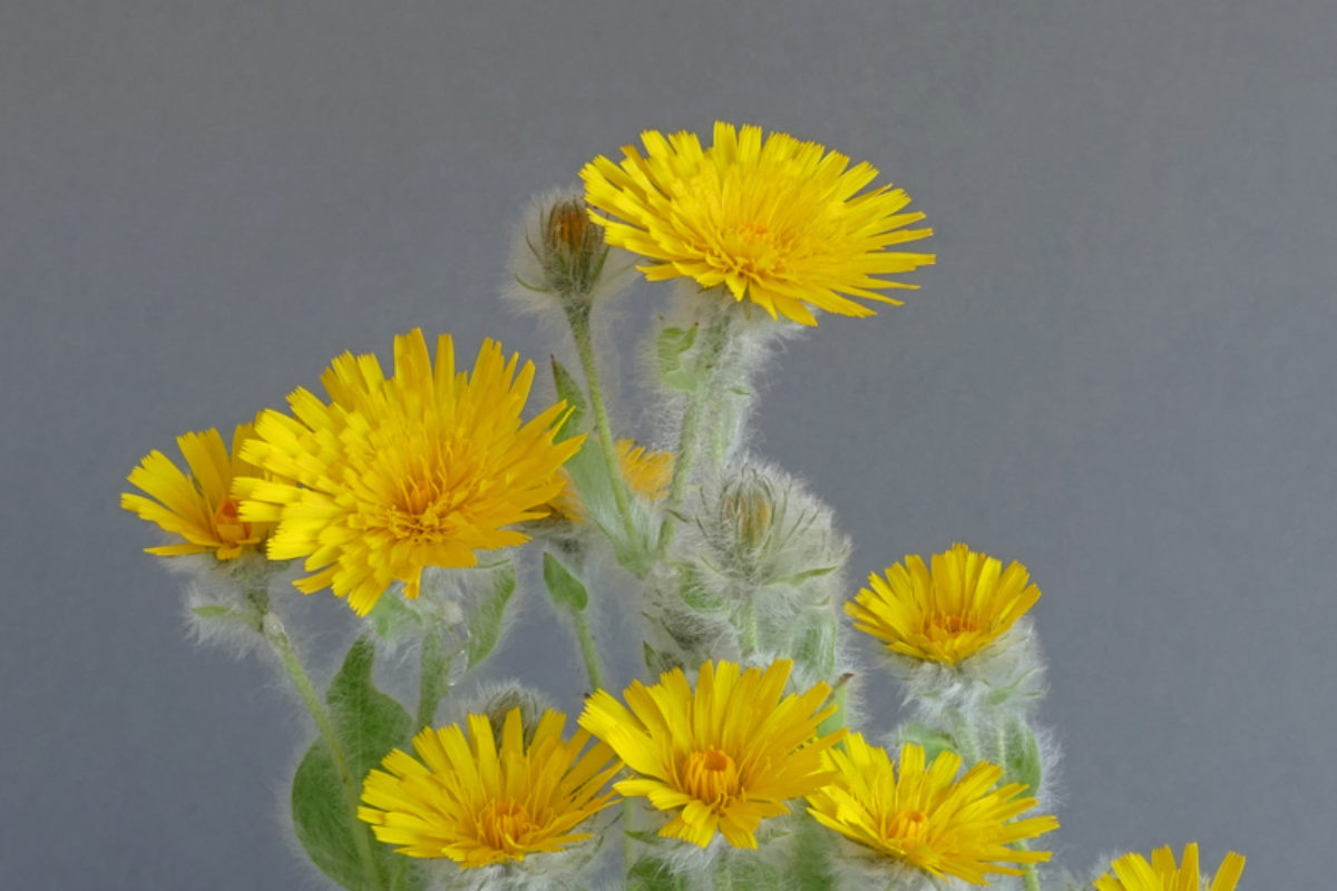 Hieracium villosum exhibited by Tommy Anderson