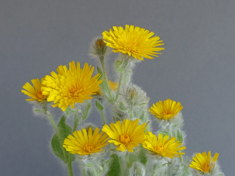 Hieracium villosum exhibited by Tommy Anderson