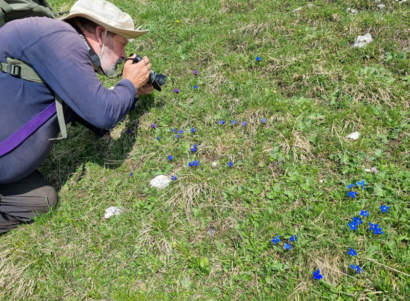 Photographing gentians