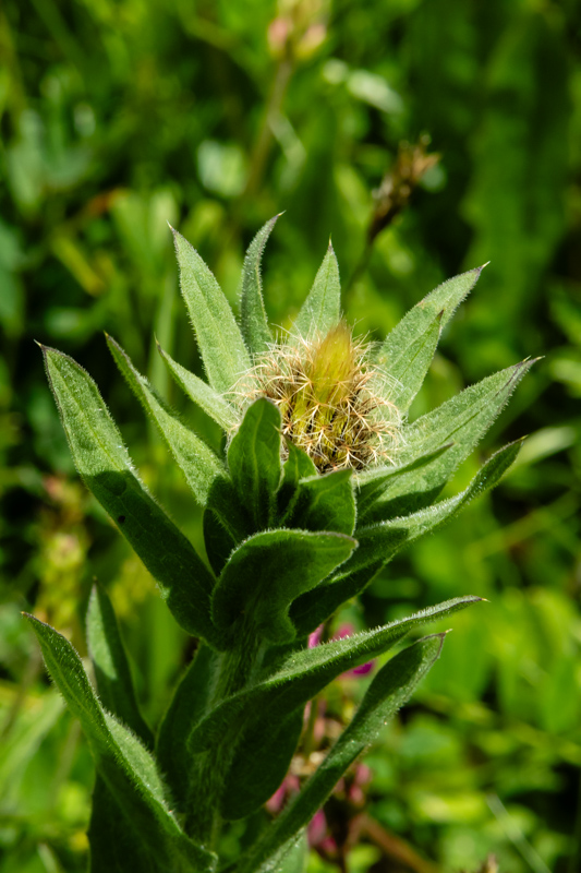 Centaurea nervosa subsp nervosa