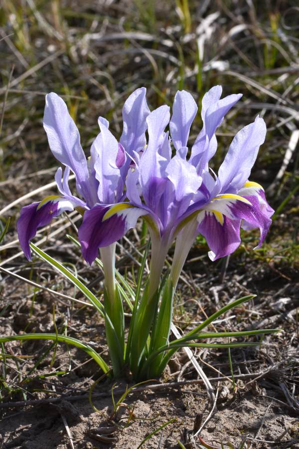 Iris kuschakewitczii