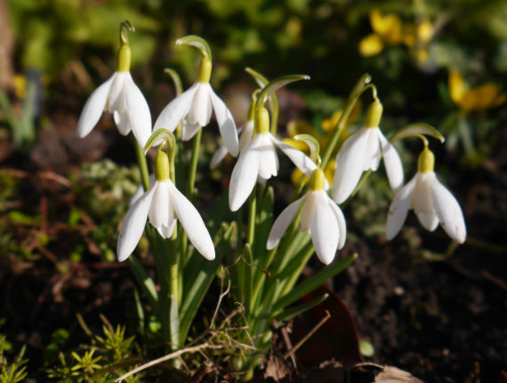 Galanthus 'Yellow Angel' AGS Snowdrop Day 2024