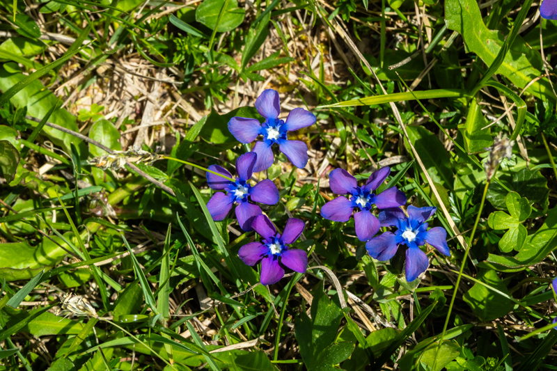 Gentiana bavarica purple form