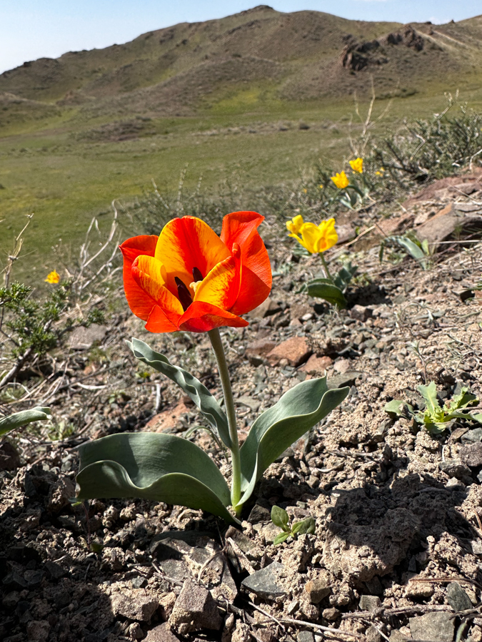 Tulipa alberti (variation)