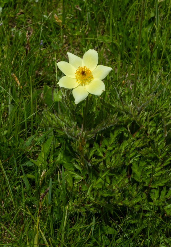 Pulsatilla alpina subsp apiifolia